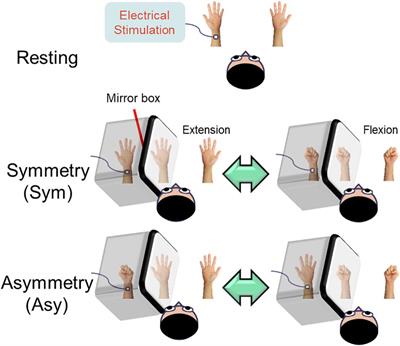 Mirror Illusion Modulates M1 Activities and Functional Connectivity Patterns of Perceptual–Attention Circuits During Bimanual Movements: A Magnetoencephalography Study